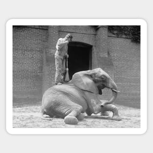 Central Park Zoo Elephant, 1922. Vintage Photo Sticker